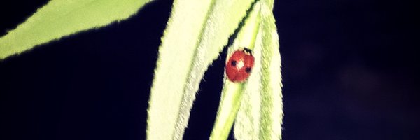 lakapi Profile Banner