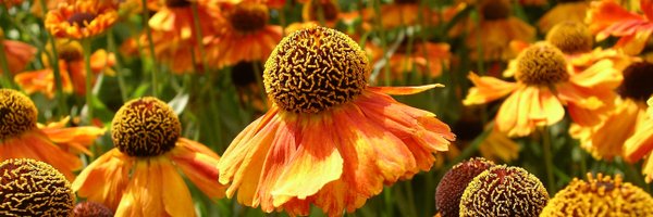 ChattyGardener Profile Banner