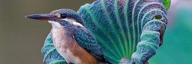 Indra Martinez banner