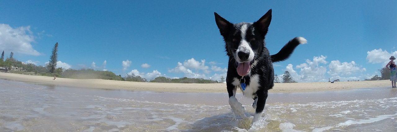 AllVetCare's profile banner image