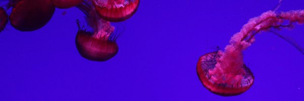 noxraven42 Profile Banner