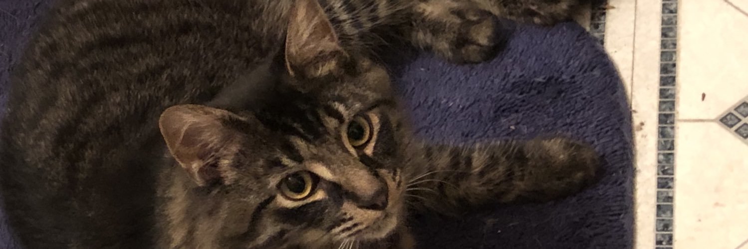 animallady43's profile banner image
