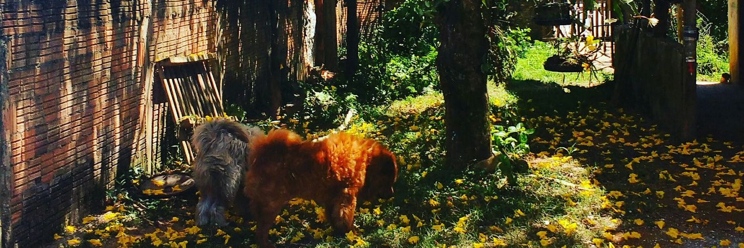 Silmarajoi's profile banner image