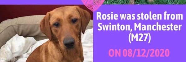 missingdogs155 Profile Banner