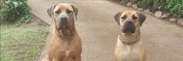 plondza's profile banner image