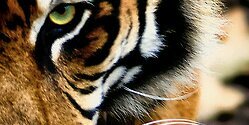 Candeguzzetti's profile banner image