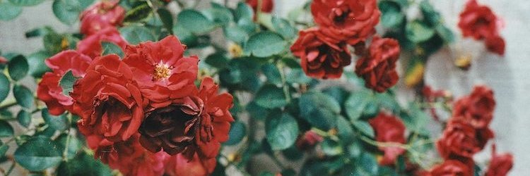 mkjane_'s profile banner image
