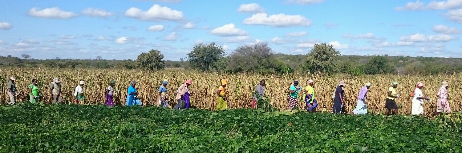 Cesvi Zimbabwe banner