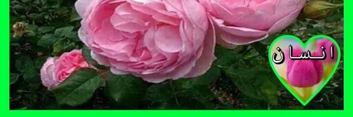 عبدالله ناشئ banner