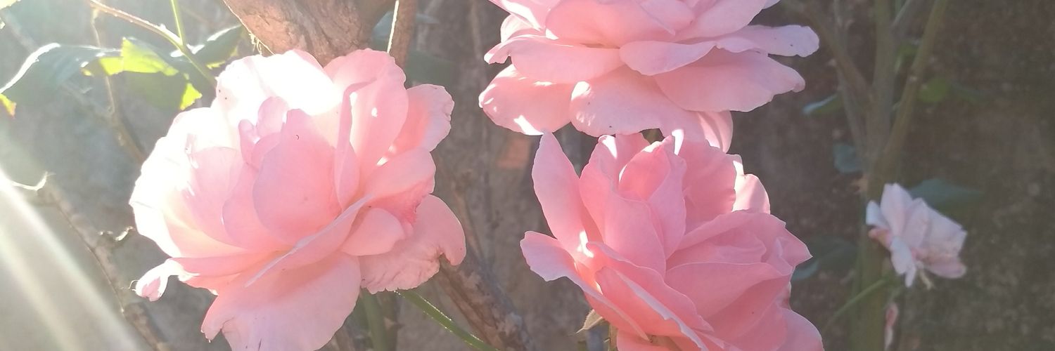 debi_kerolin's profile banner image