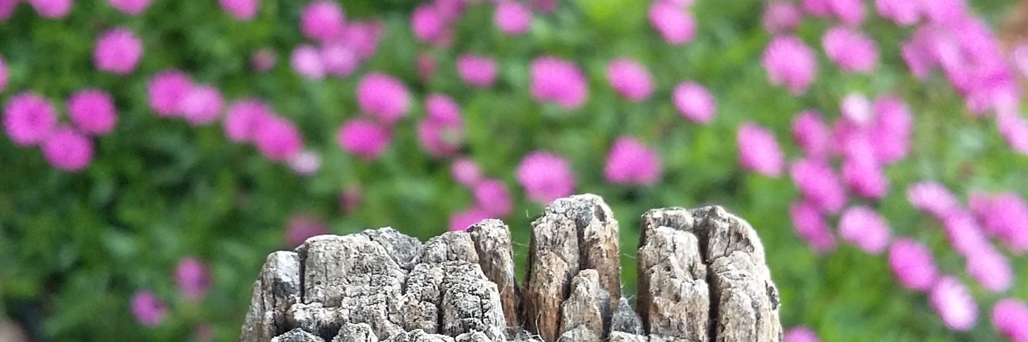 DianaVidalG's profile banner image