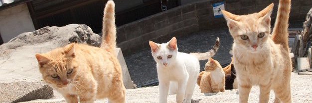 kuazel's profile banner image