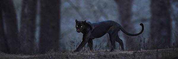 Raw_TraNe Profile Banner