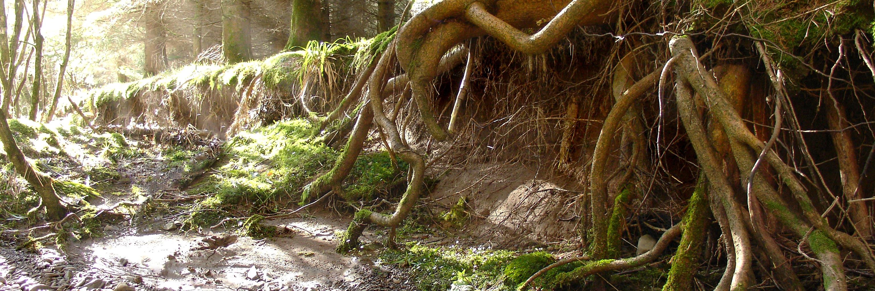 RootsInAction's profile banner image