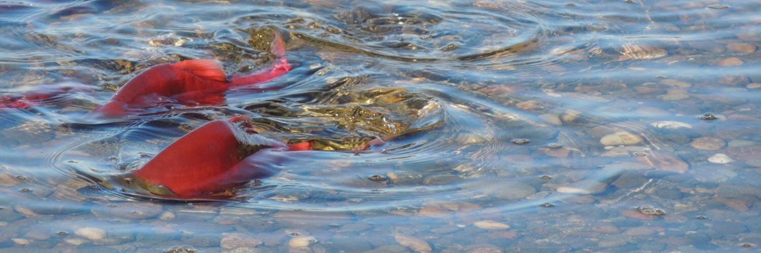 SoundSalmon's profile banner image