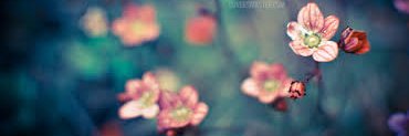 flower4jane's profile banner image