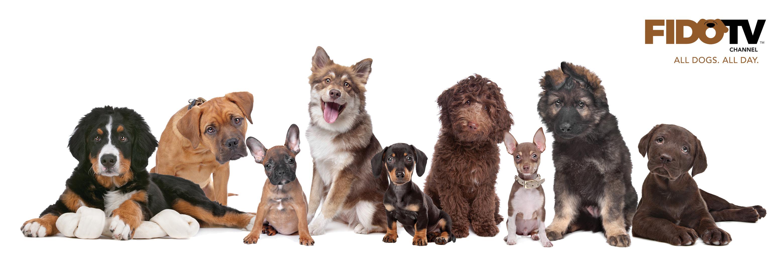 FidoTVChannel's profile banner image