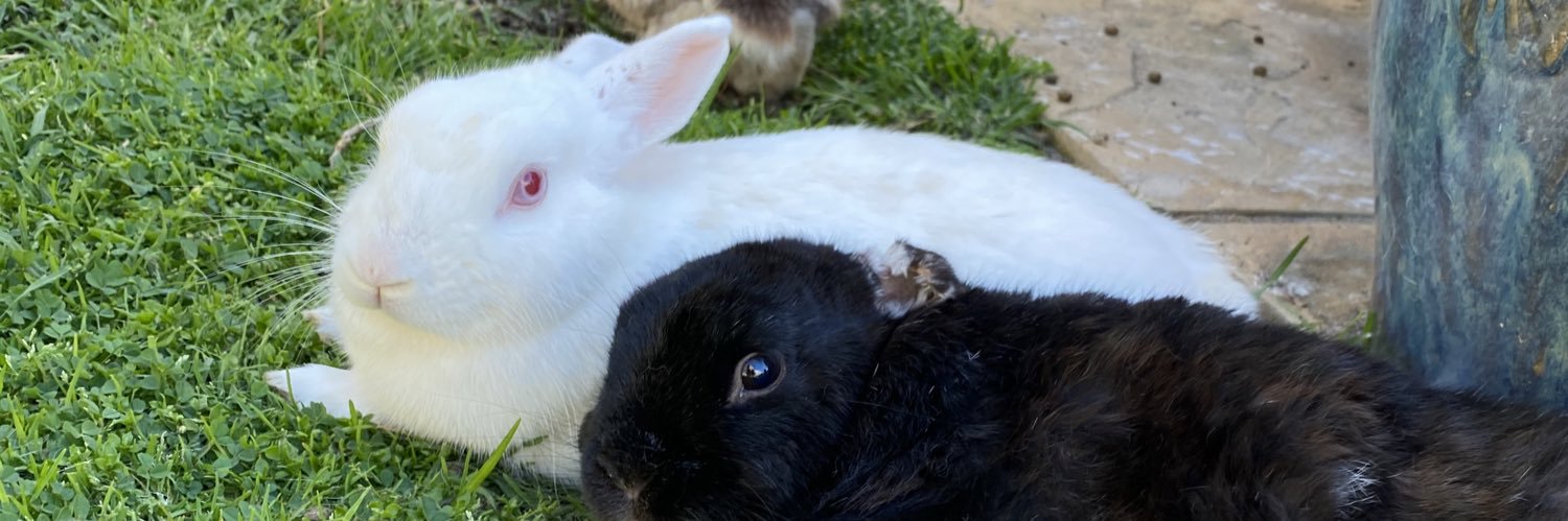 RunWithRabbits's profile banner image
