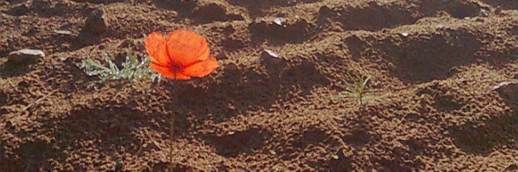 José Ayelo Pérez banner