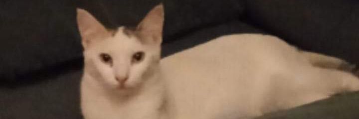 JavierGella's profile banner image