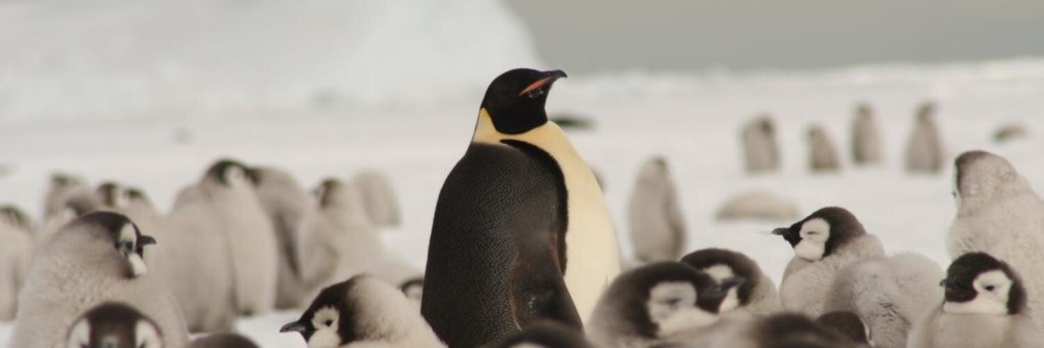 sebalinux's profile banner image