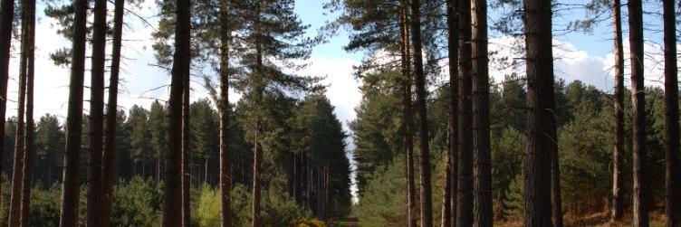 sheffieldtrees1's profile banner image