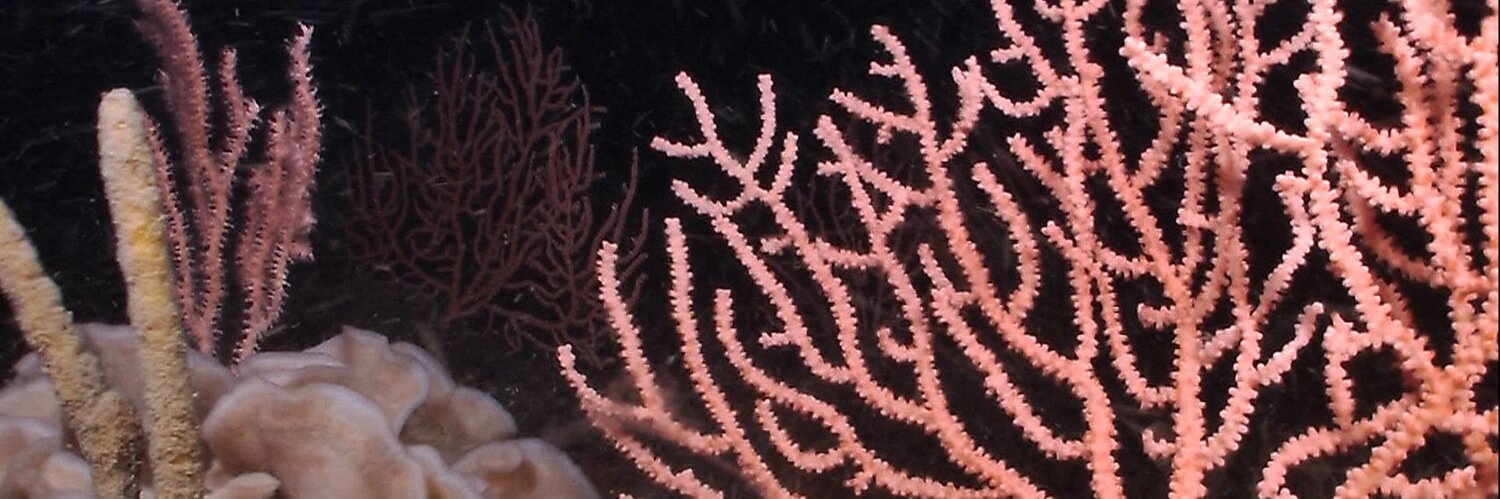rov_REX's profile banner image