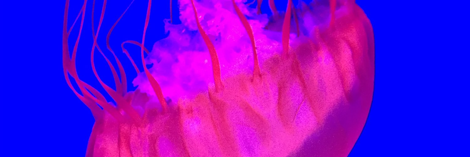 Sandra Feltham banner