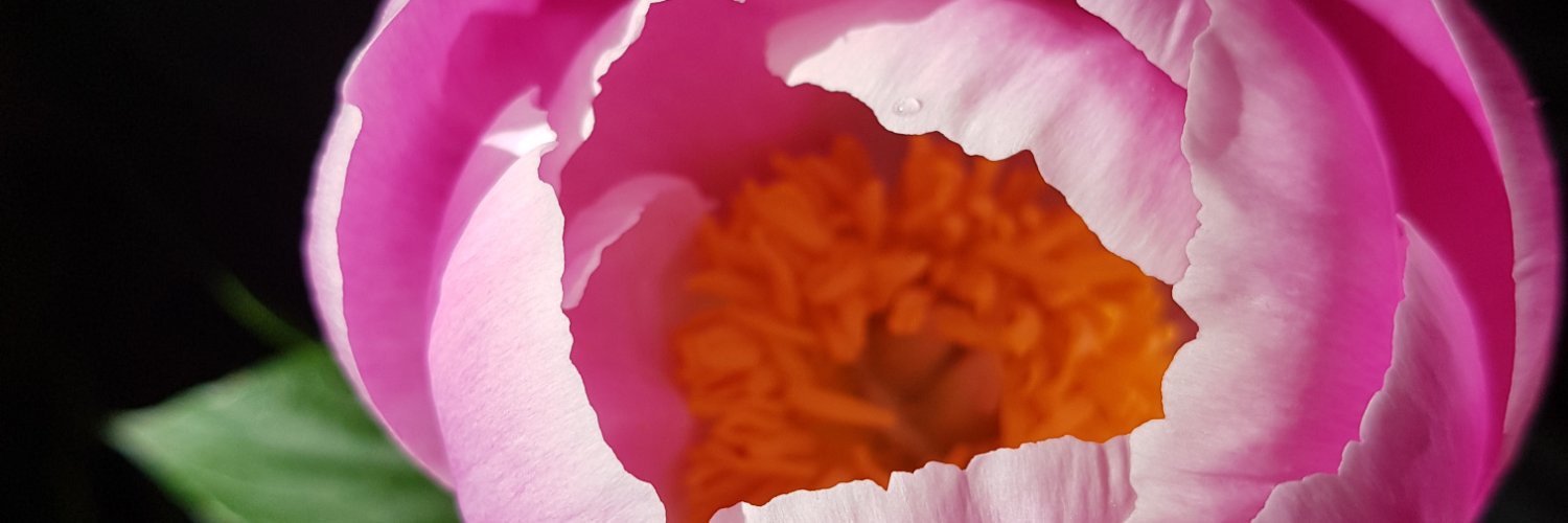 Bluebelle66's profile banner image