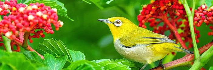 AashutoshVerma0's profile banner image