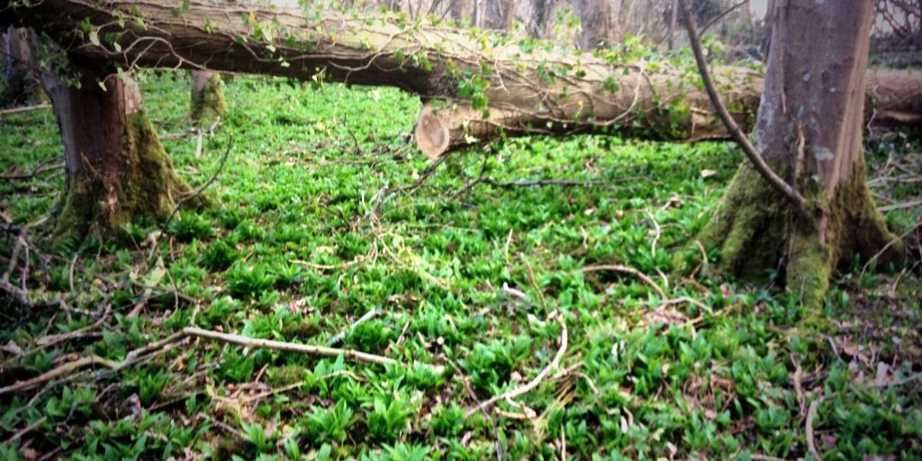 Orla Broderick banner