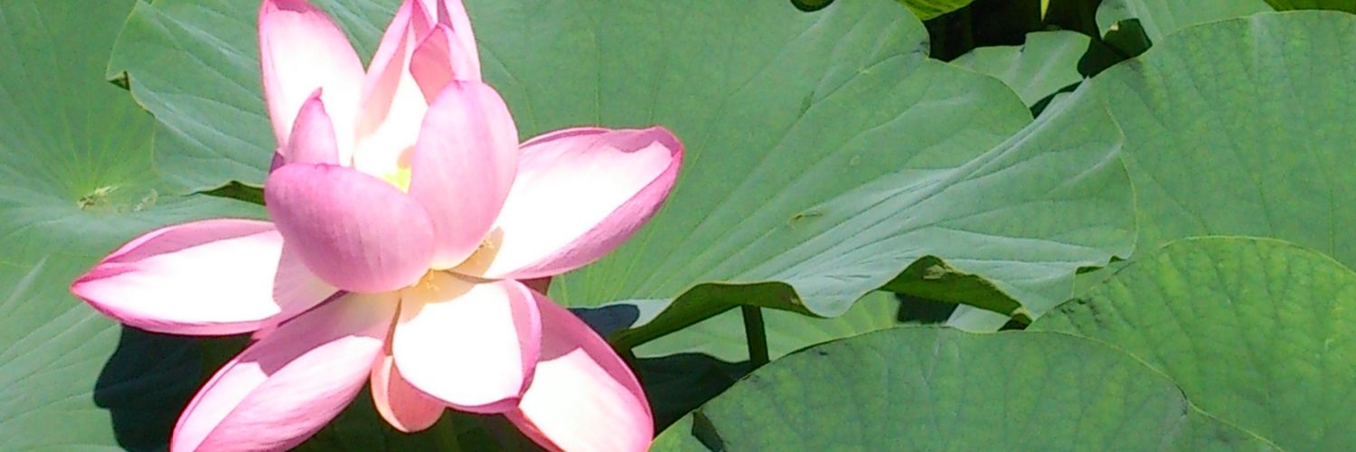 kuu415's profile banner image