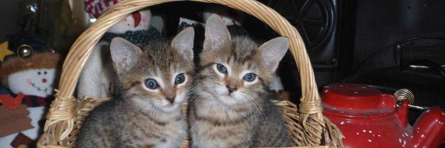 LittleMews's profile banner image