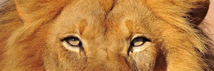yasleitte's profile banner image