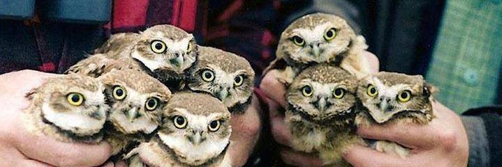 charlsocybin's profile banner image