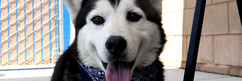 BakersfieldSPCA's profile banner image