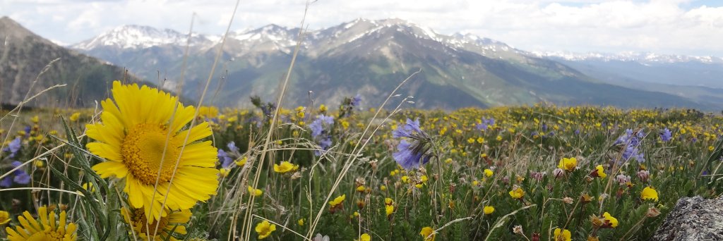 Chaffee County Times banner