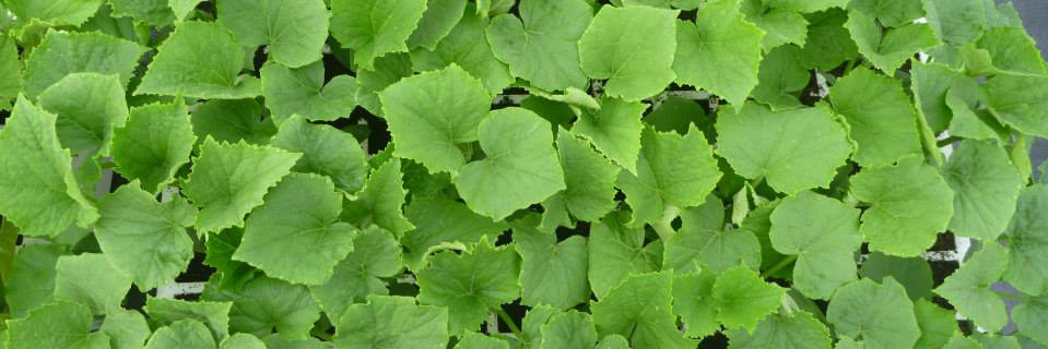 Feitoría Verde banner