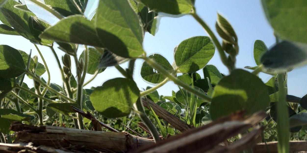 WCM newsletter banner