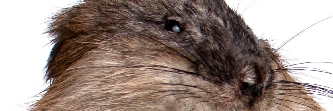 Irishmurphy1989's profile banner image