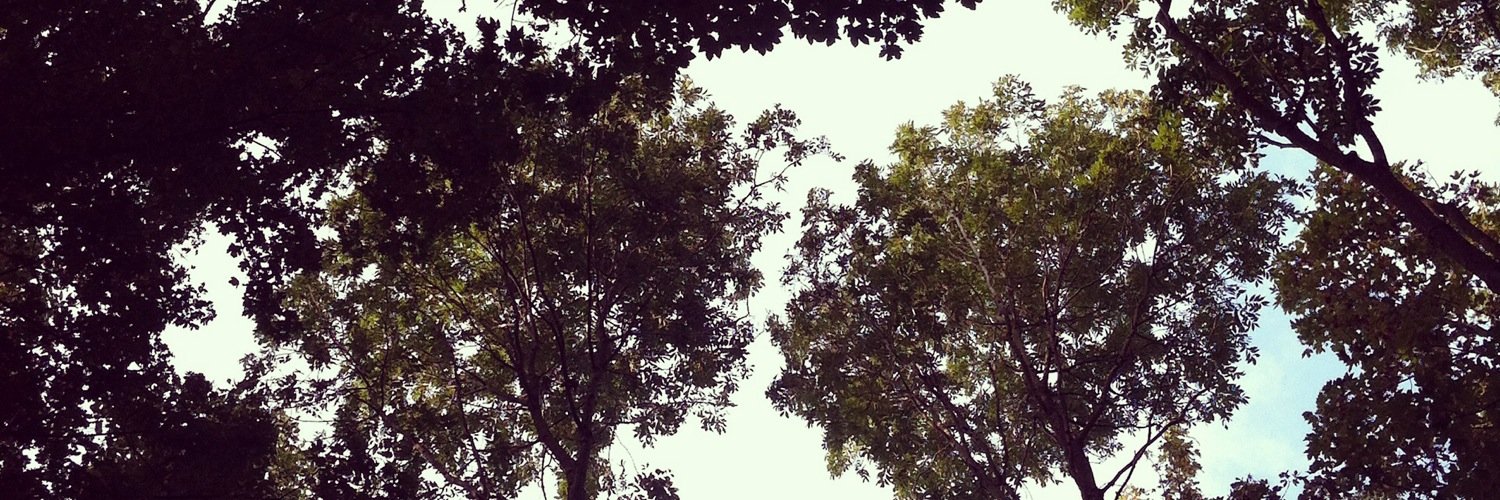 Celine banner