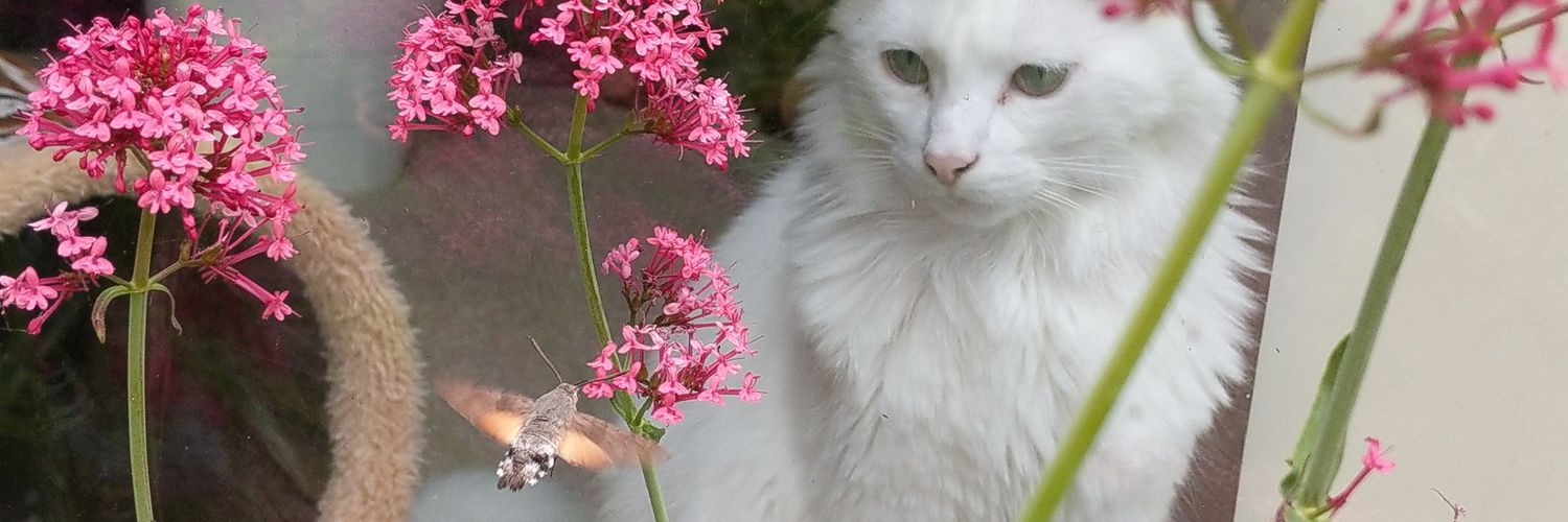 Lindsey💙 🇺🇦 banner