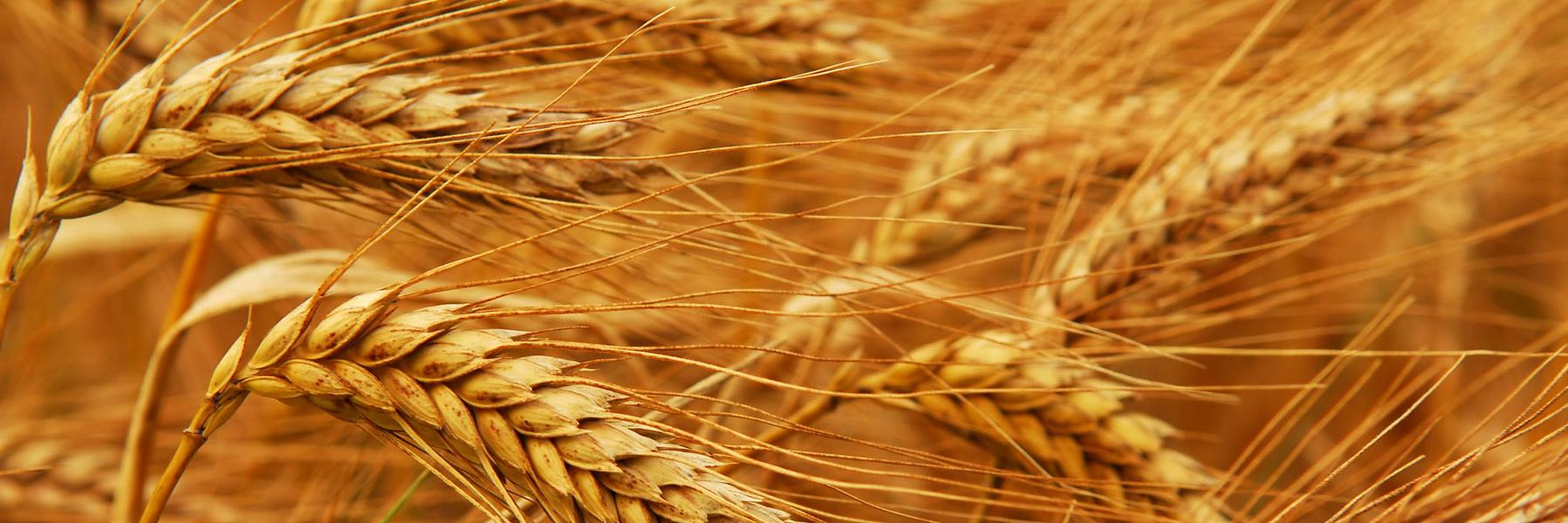 Nutrition Partners banner