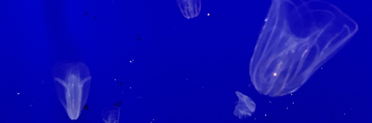 FlyingMushroom1's profile banner image