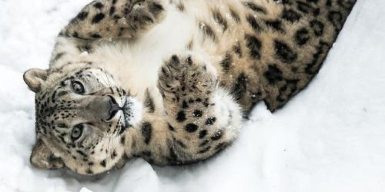 yonnette ward banner