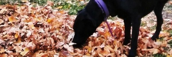 Coni_lpda Profile Banner