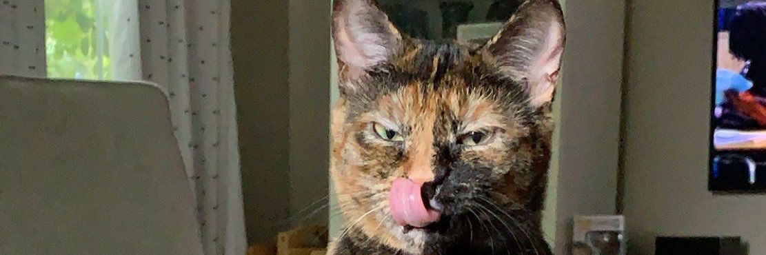 shannban's profile banner image