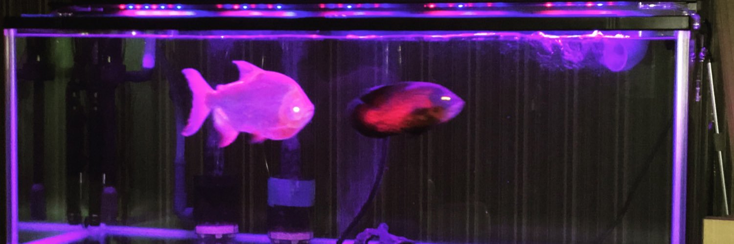mori_fish's profile banner image