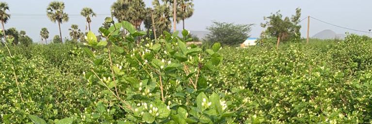 srinisunitha's profile banner image