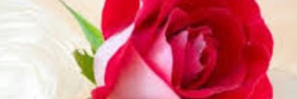 Alraga441's profile banner image